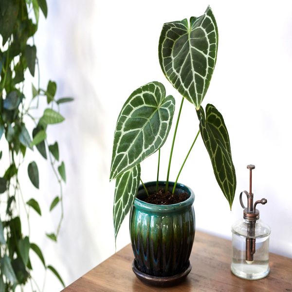 PHP-ANTHURIUM CRYSTALLINUM