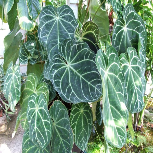 HP-ANTHURIUM MAGNIFICUM - Image 2