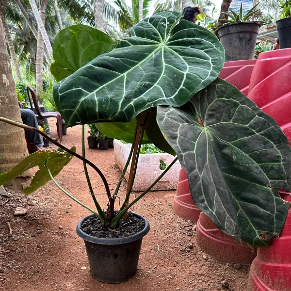 HP-ANTHURIUM MAGNIFICUM