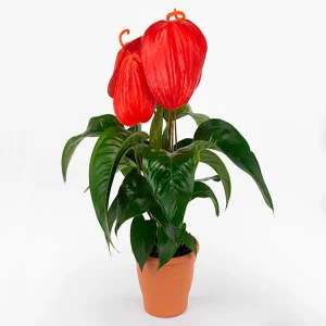 PHP-ANTHURIUM SCHERZERIANUM