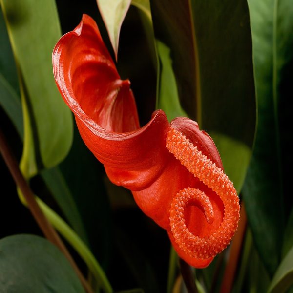 PHP-ANTHURIUM SCHERZERIANUM - Image 3