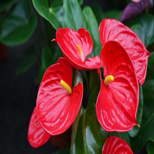 PHP-ANTHURIUM SCHERZERIANUM - Image 4