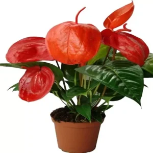 PHP-ANTHURIUM SCHERZERIANUM