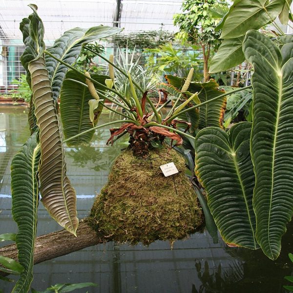 PHP-ANTHURIUM VEITCHII - Image 3