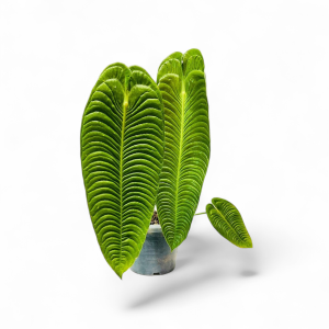 PHP-ANTHURIUM VEITCHII