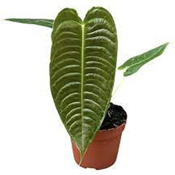 PHP-ANTHURIUM VEITCHII - Image 4
