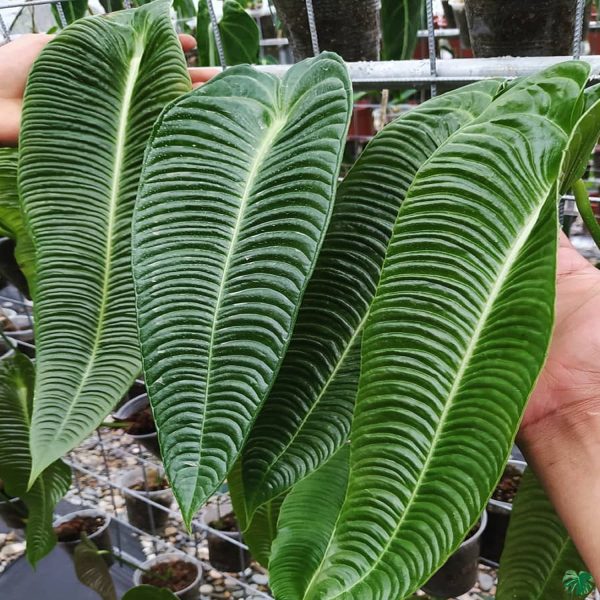 PHP-ANTHURIUM VEITCHII - Image 5