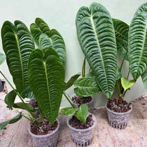 PHP-ANTHURIUM VEITCHII