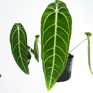 PHP-ANTHURIUM WAROQUEANUM