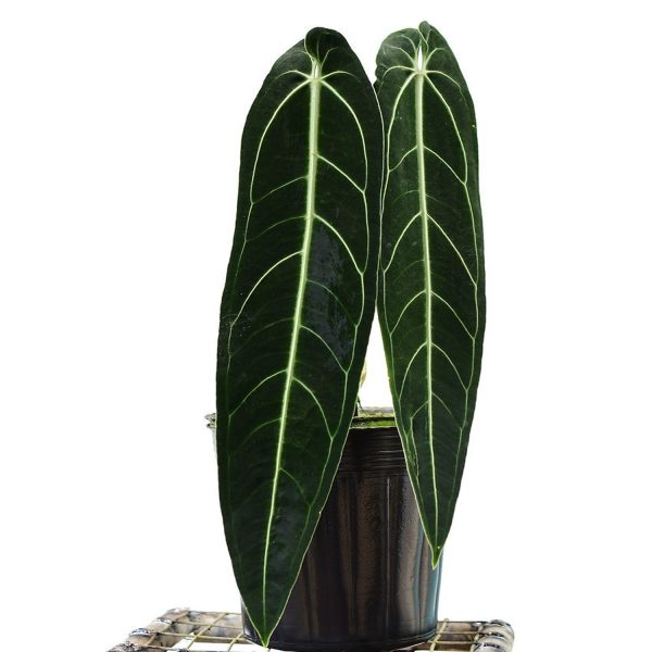 PHP-ANTHURIUM WAROQUEANUM - Image 3
