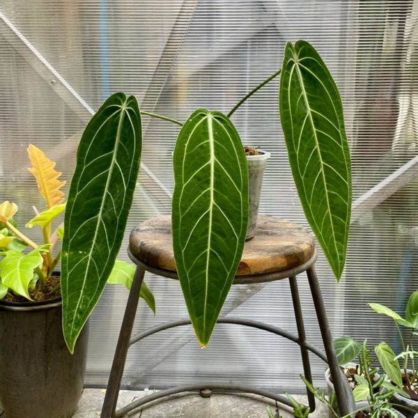 PHP-ANTHURIUM WAROQUEANUM - Image 4