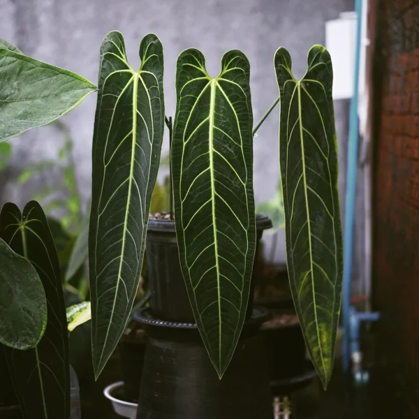 PHP-ANTHURIUM WAROQUEANUM - Image 5