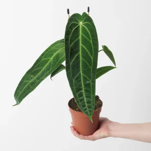 PHP-ANTHURIUM WAROQUEANUM