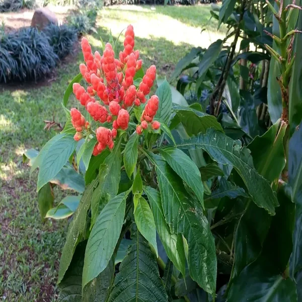 APHELANDRA SINCLAIRIANA - Image 3
