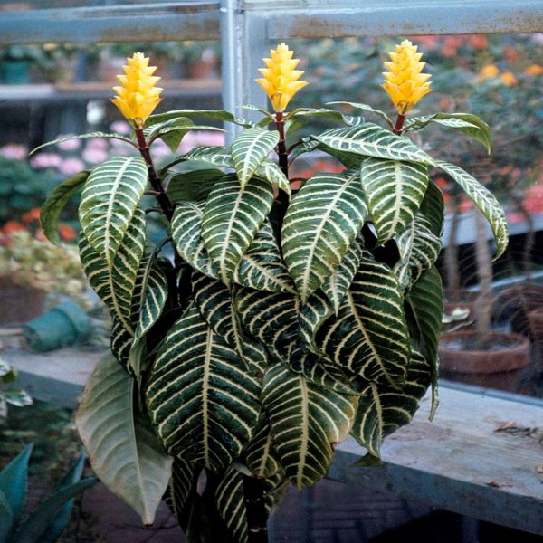 PHP-APHELANDRA SQU. LOUISAE - Image 6