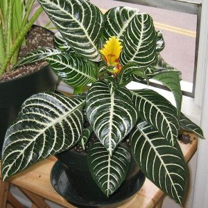 PHP-APHELANDRA SQU. LOUISAE
