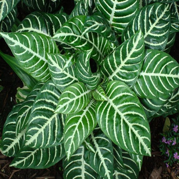 PHP-APHELANDRA SQU. LOUISAE - Image 3