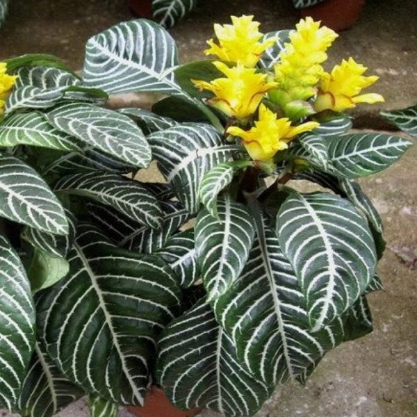 PHP-APHELANDRA SQU. LOUISAE - Image 4