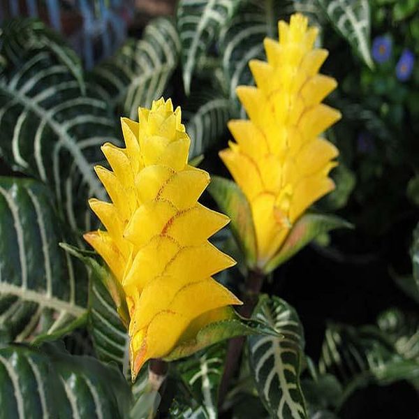 PHP-APHELANDRA SQU. LOUISAE - Image 5