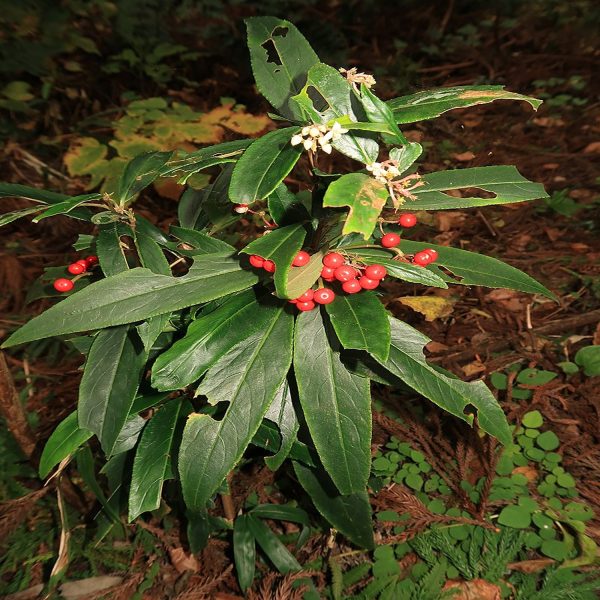 PHP-ARDISIA CRISPA - Image 3