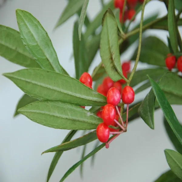 PHP-ARDISIA CRISPA - Image 4