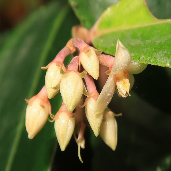 PHP-ARDISIA CRISPA - Image 5