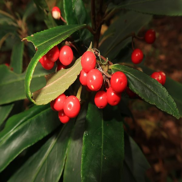 PHP-ARDISIA CRISPA - Image 6