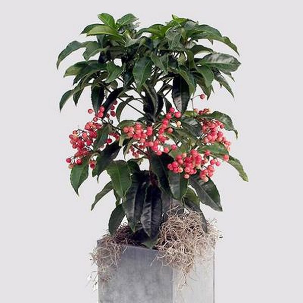PHP-ARDISIA CRISPA - Image 7