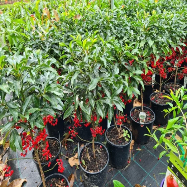 PHP-ARDISIA CRISPA - Image 8