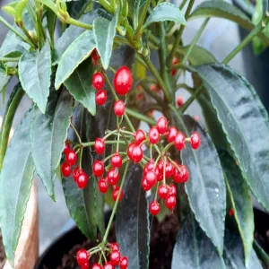PHP-ARDISIA CRISPA