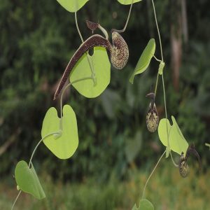 ARISTOLOCHIA RINGENS