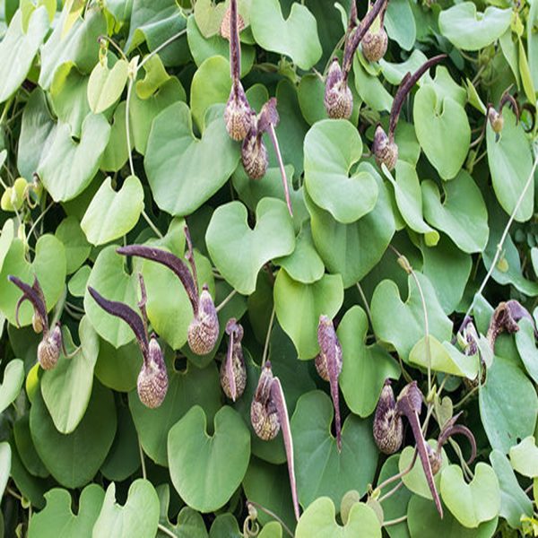 ARISTOLOCHIA RINGENS - Image 2