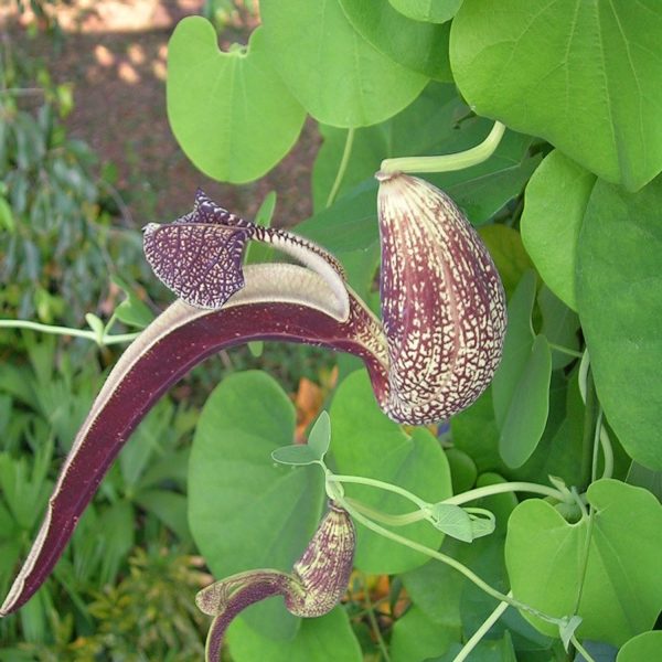 ARISTOLOCHIA RINGENS - Image 3