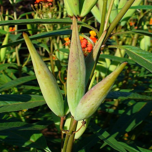 ASCLEPIAS CURASSAVICA - Image 5
