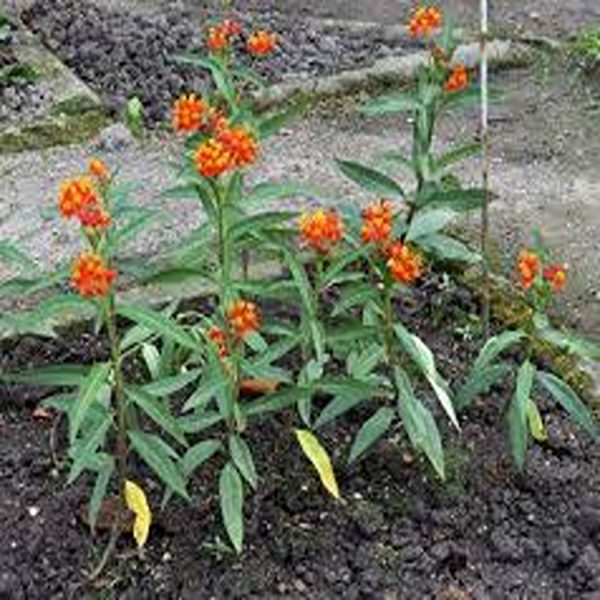 ASCLEPIAS CURASSAVICA - Image 3