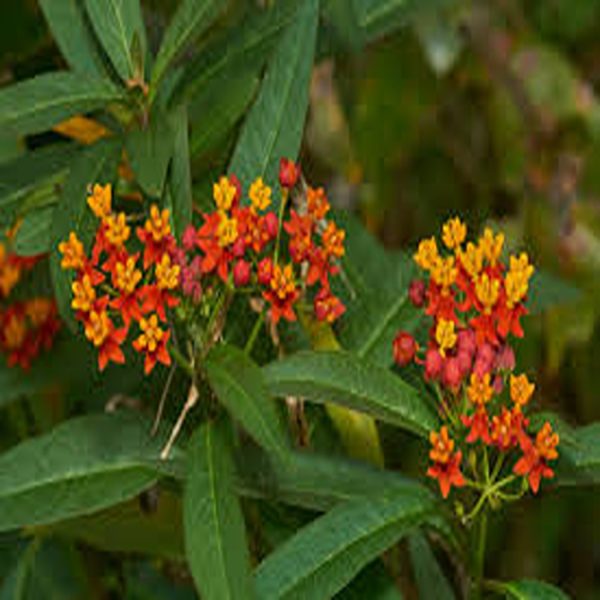 ASCLEPIAS CURASSAVICA - Image 4