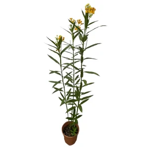 ASCLEPIAS CURASSAVICA