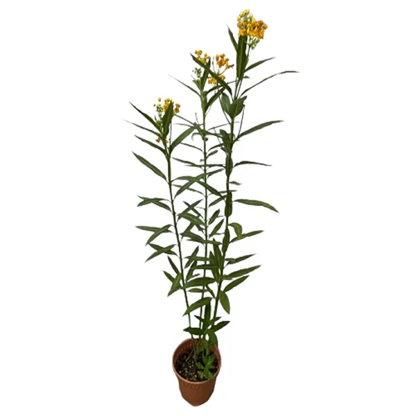 ASCLEPIAS CURASSAVICA