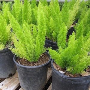 HP-ASPARAGUS DEN. MYERS