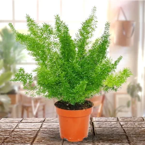HP-ASPARAGUS DEN. MYERS