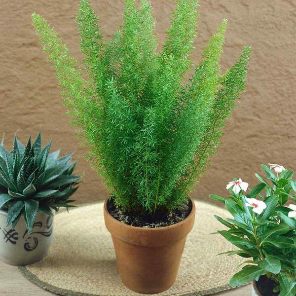 HP-ASPARAGUS DEN. MYERS - Image 3