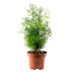 HP-ASPARAGUS DEN. MYRIOCLADUS