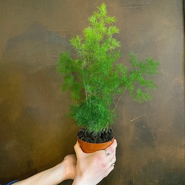 HP-ASPARAGUS DEN. MYRIOCLADUS - Image 3