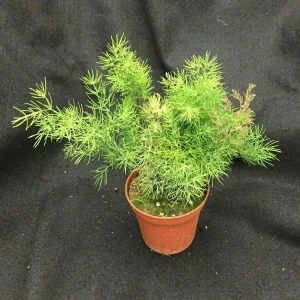 HP-ASPARAGUS DEN. MYRIOCLADUS