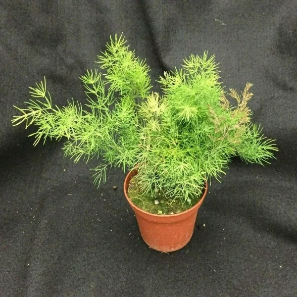 HP-ASPARAGUS DEN. MYRIOCLADUS - Image 2