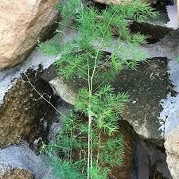 HP-ASPARAGUS DEN. MYRIOCLADUS - Image 4