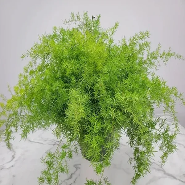 PHP-ASPARAGUS DEN. SPRENGERI - Image 2