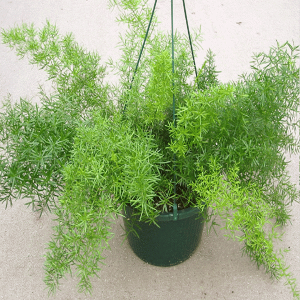 PHP-ASPARAGUS DEN. SPRENGERI - Image 3