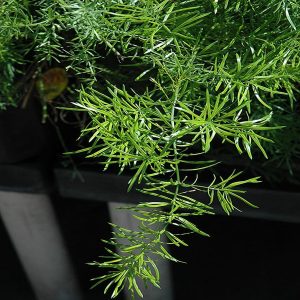HP-ASPARAGUS DEN. SPRENGERI