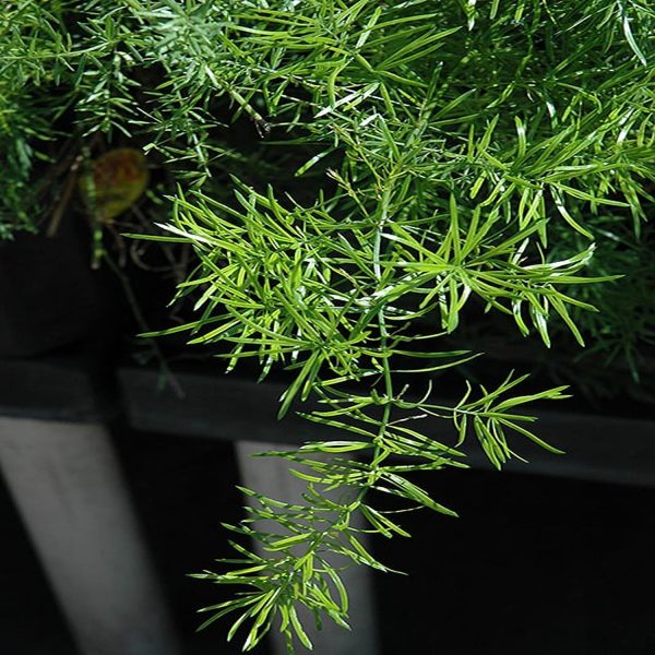 PHP-ASPARAGUS DEN. SPRENGERI - Image 4